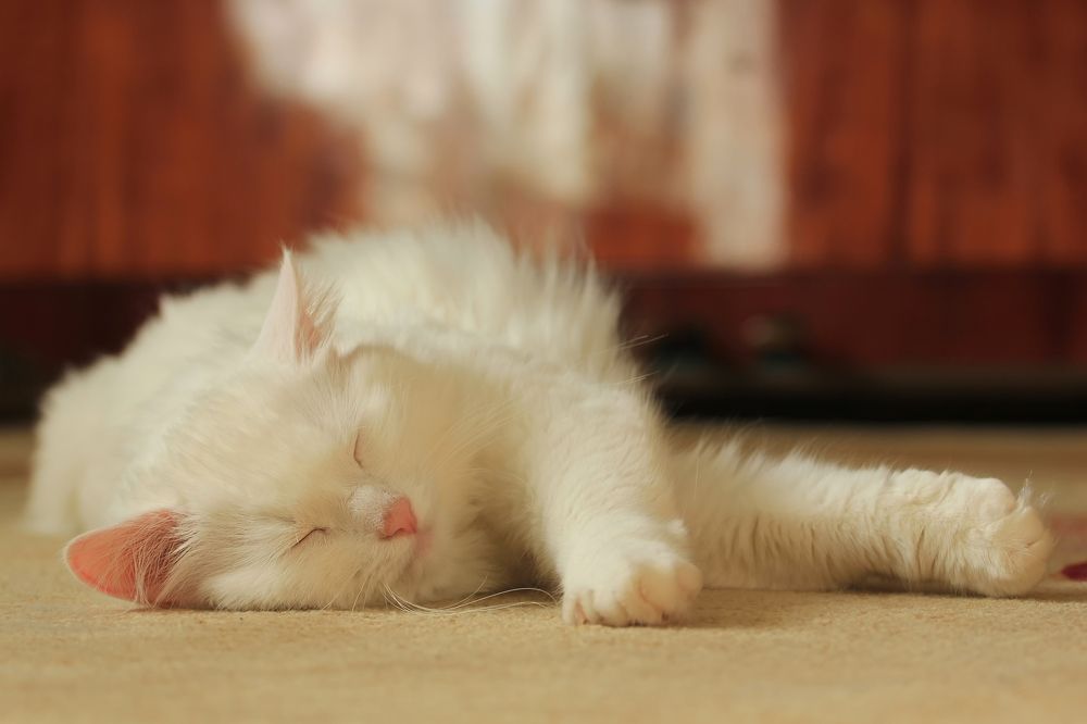 Photograph by Лайко Марина