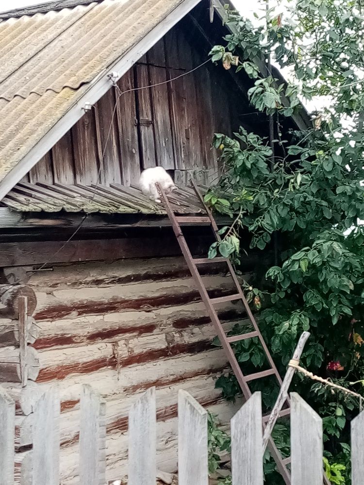 Photo #7483819