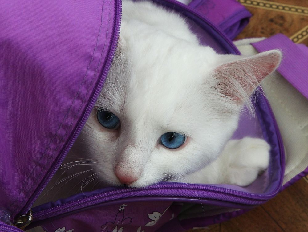 Photograph by Лайко Марина