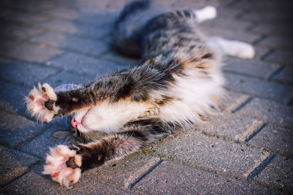 Фотография автора Анна Петина