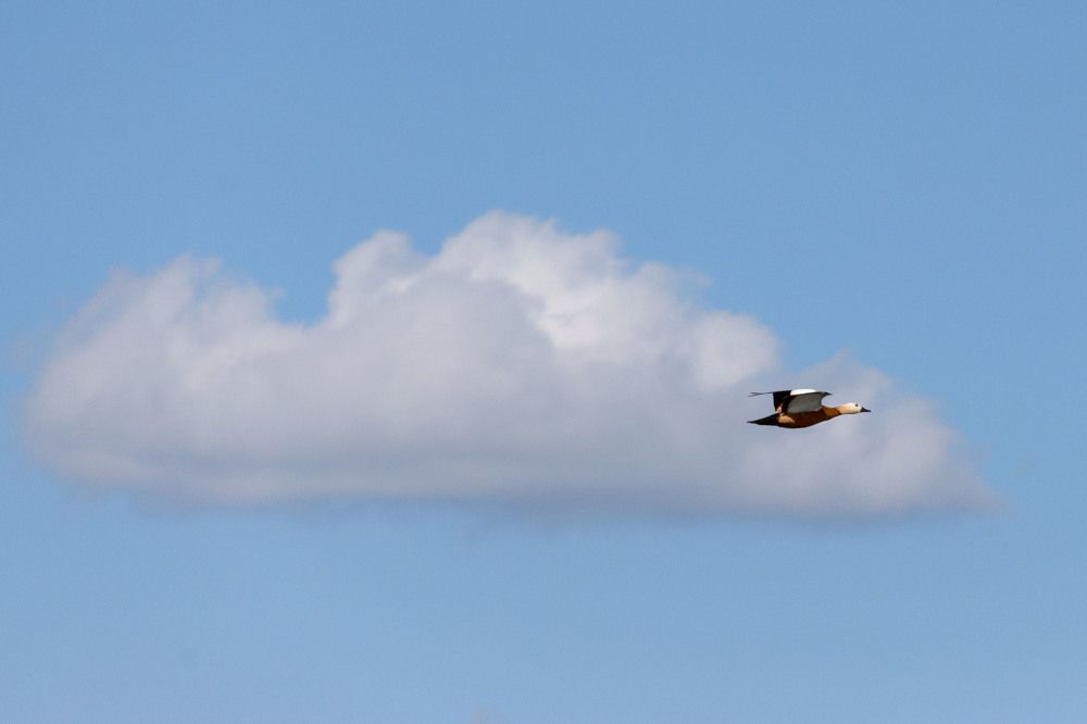 Высоко лечу - далеко гляжу.