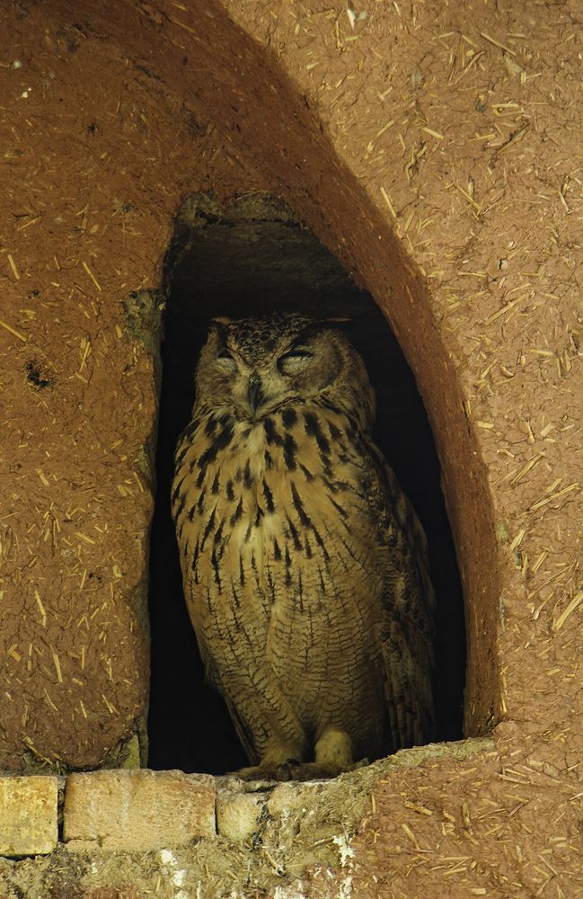 Фотография автора Mahshad Razavi