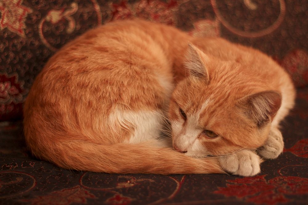 Фотография автора Mahshad Razavi