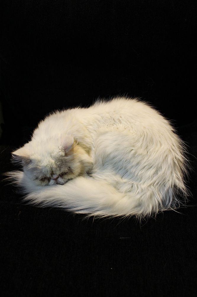 Фотография автора Mahshad Razavi