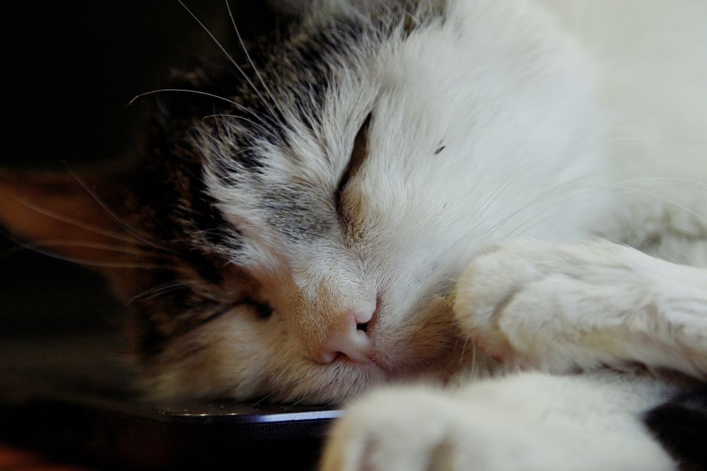 Photograph by Александр Лямцев