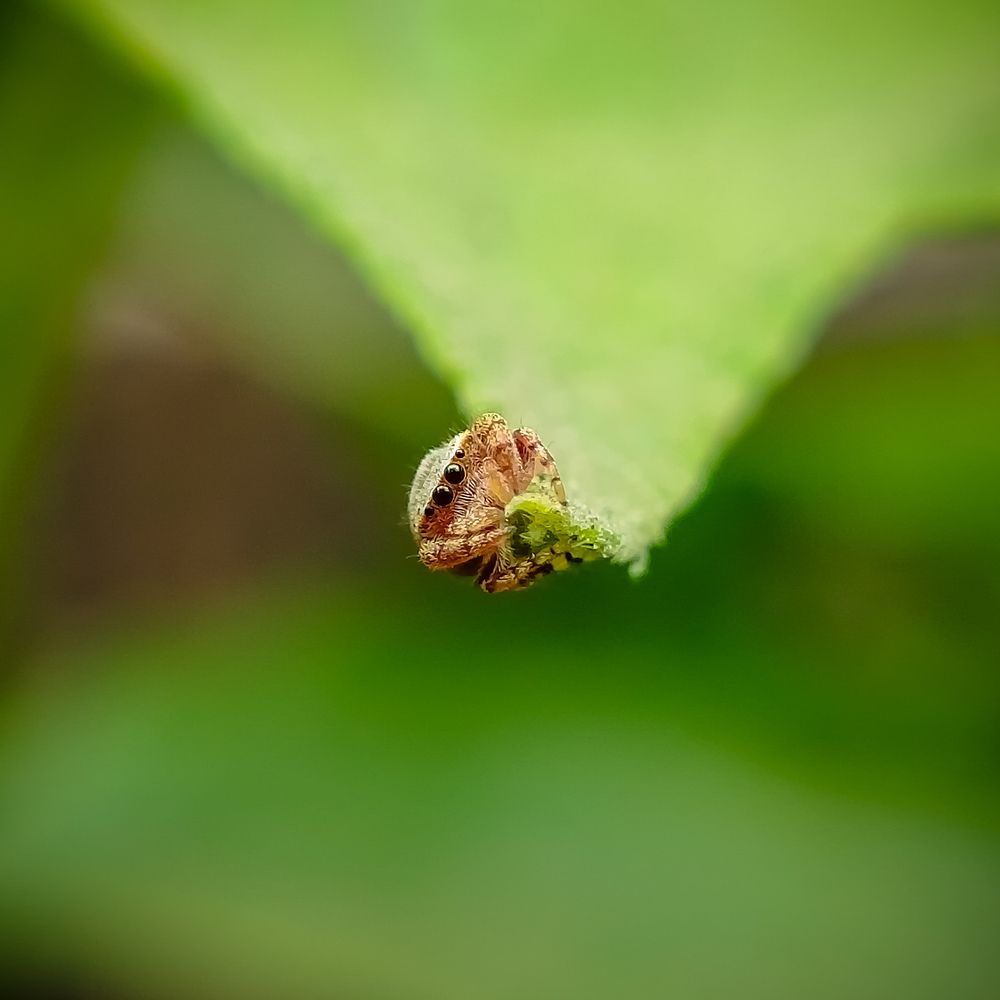 Little spider..