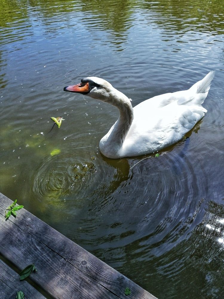 Photograph by Екатерина