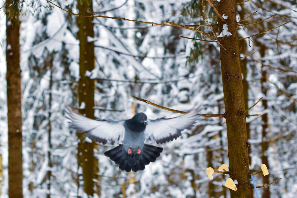 Photograph by Екатерина