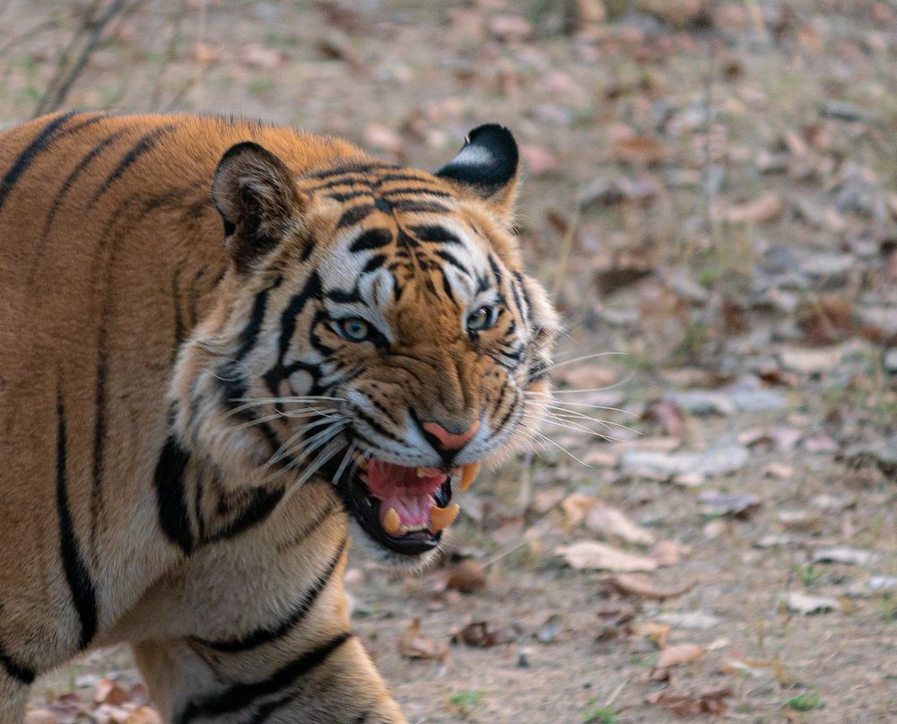 Photograph by Mantosh Kumar