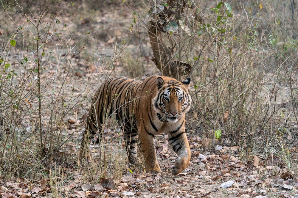 Photograph by Mantosh Kumar