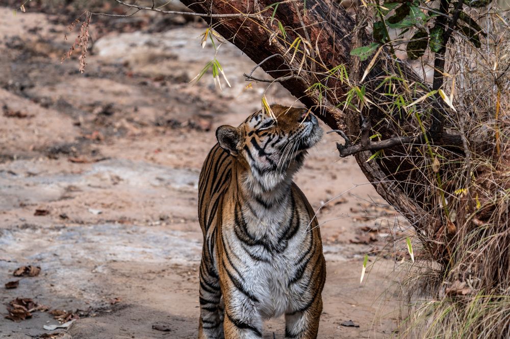 Photograph by Mantosh Kumar