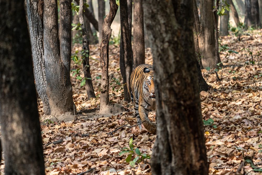 Photograph by Mantosh Kumar