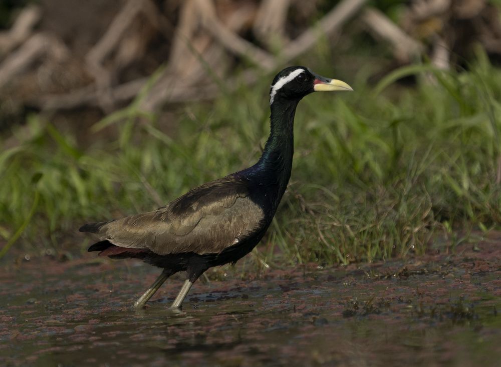 Photograph by Mantosh Kumar