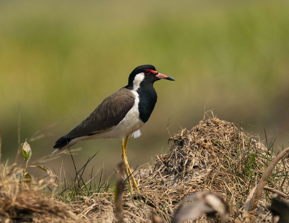 Photograph by Mantosh Kumar