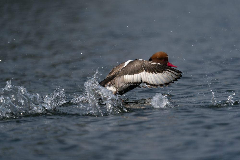 Photograph by Mantosh Kumar