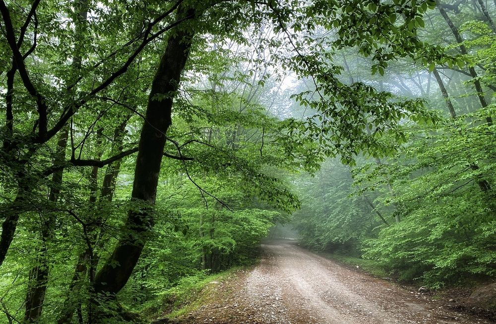 Фотография автора Hamidreza Saedi