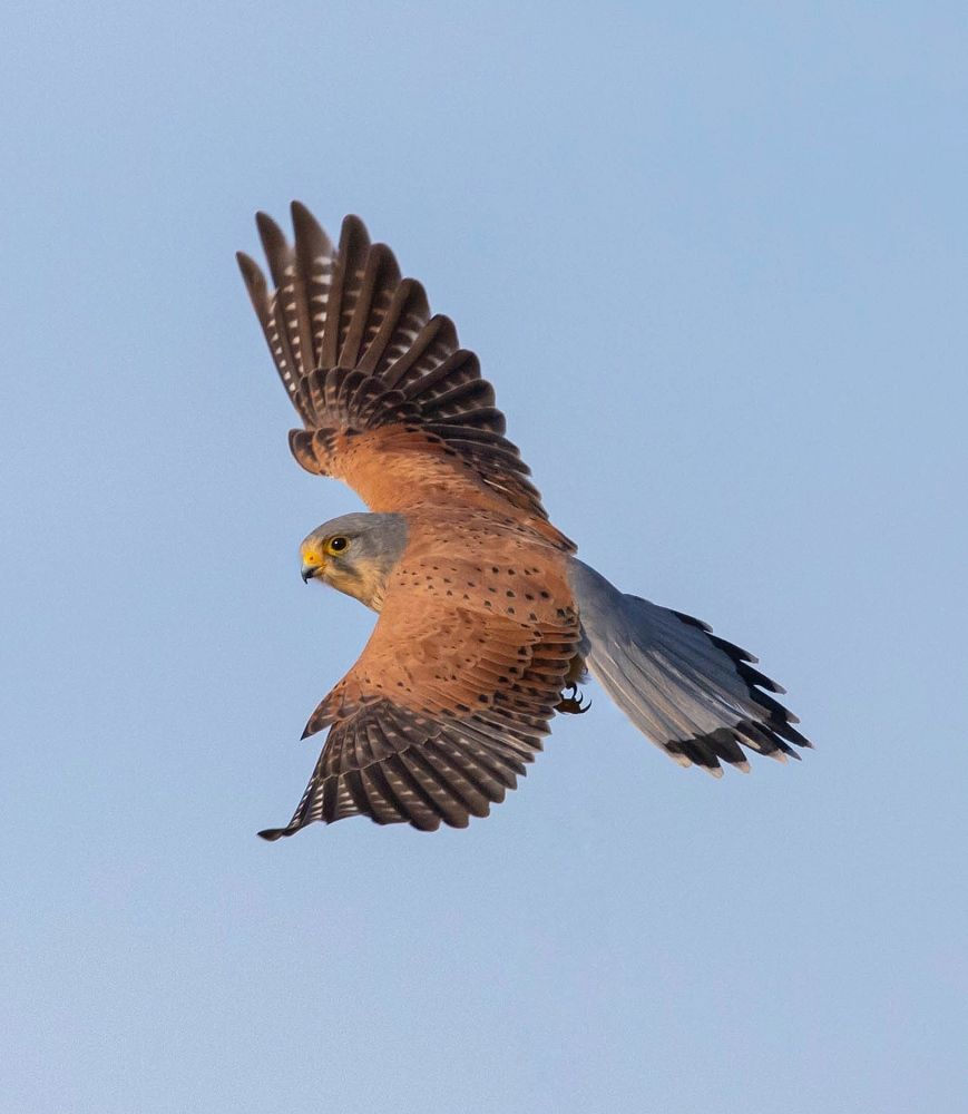 Фотография автора Hamidreza Saedi