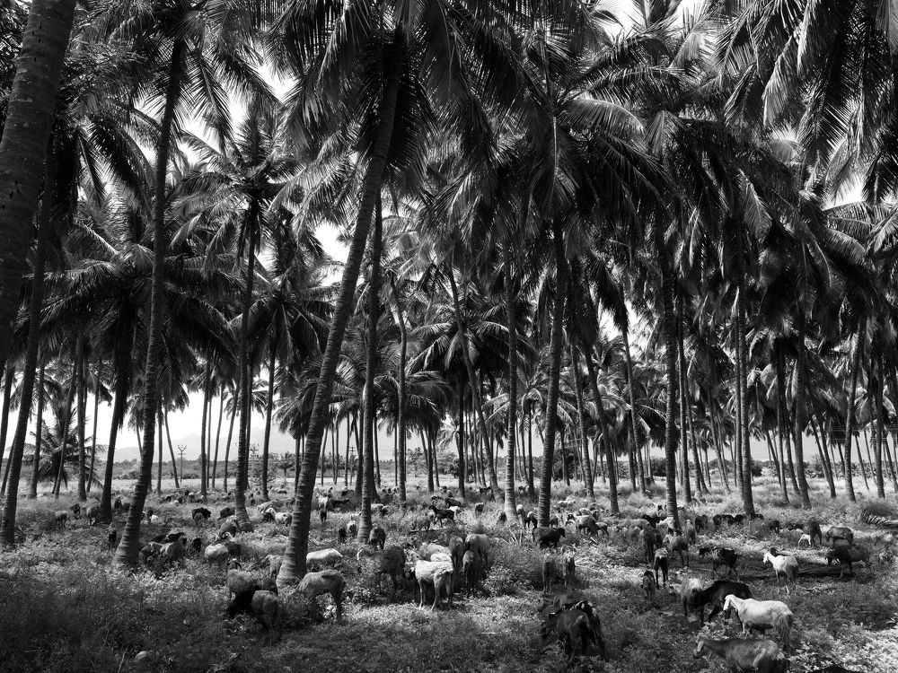 Фотография автора Darshan M. Trivedi