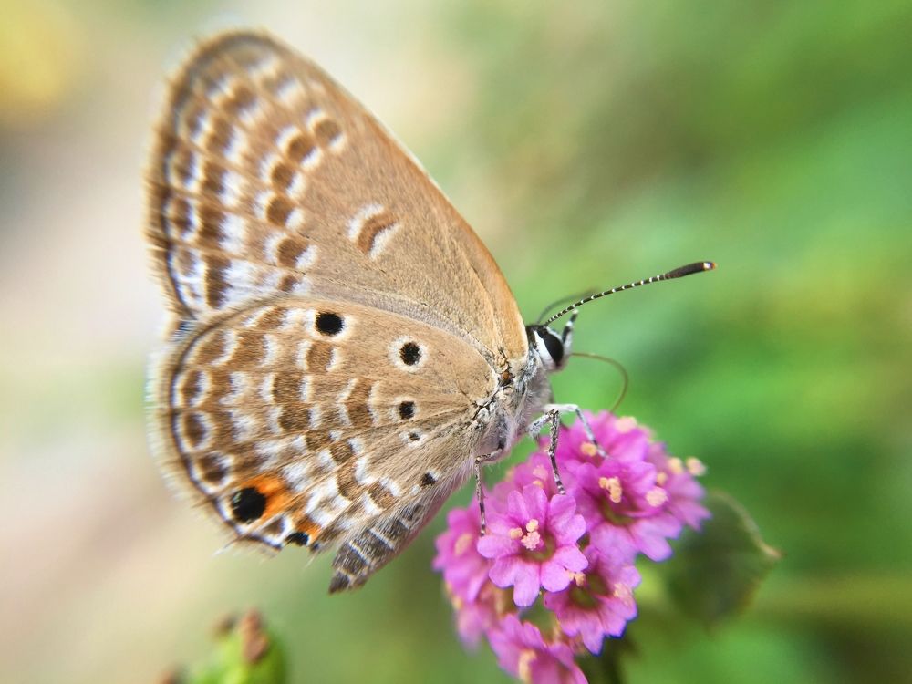 Фотография автора Darshan M. Trivedi