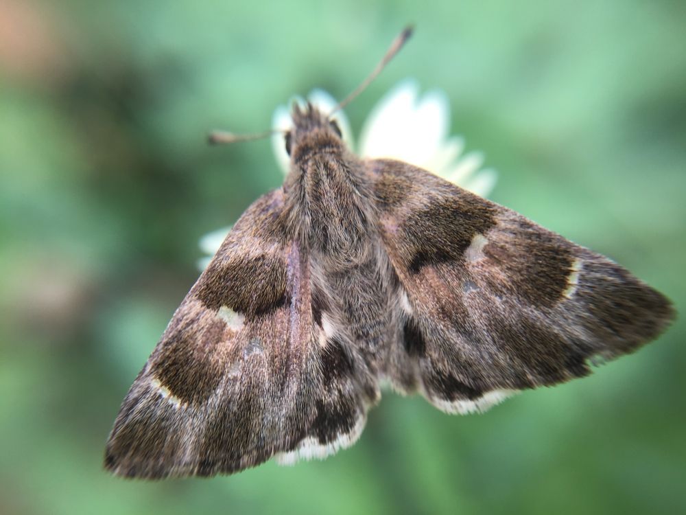 Фотография автора Darshan M. Trivedi