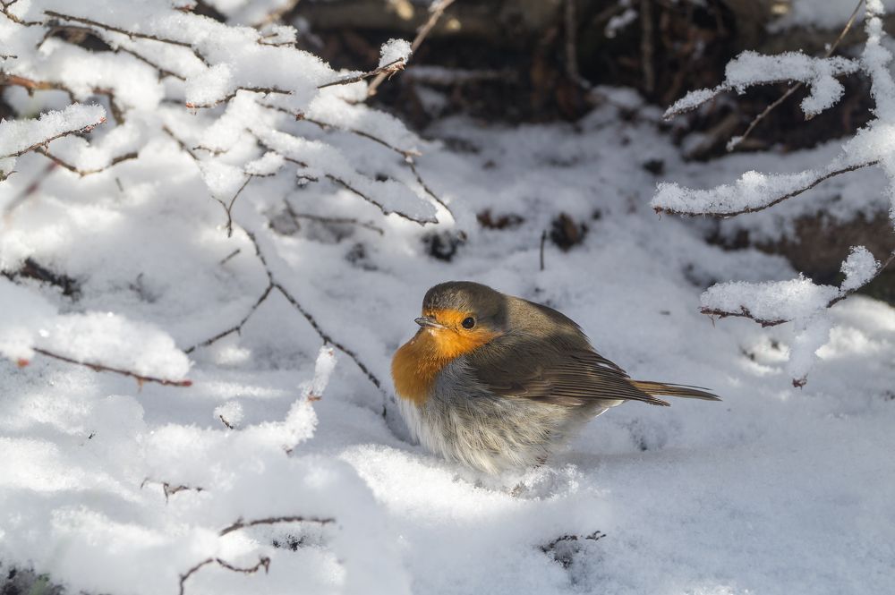 Photograph by Сергей Черкасов
