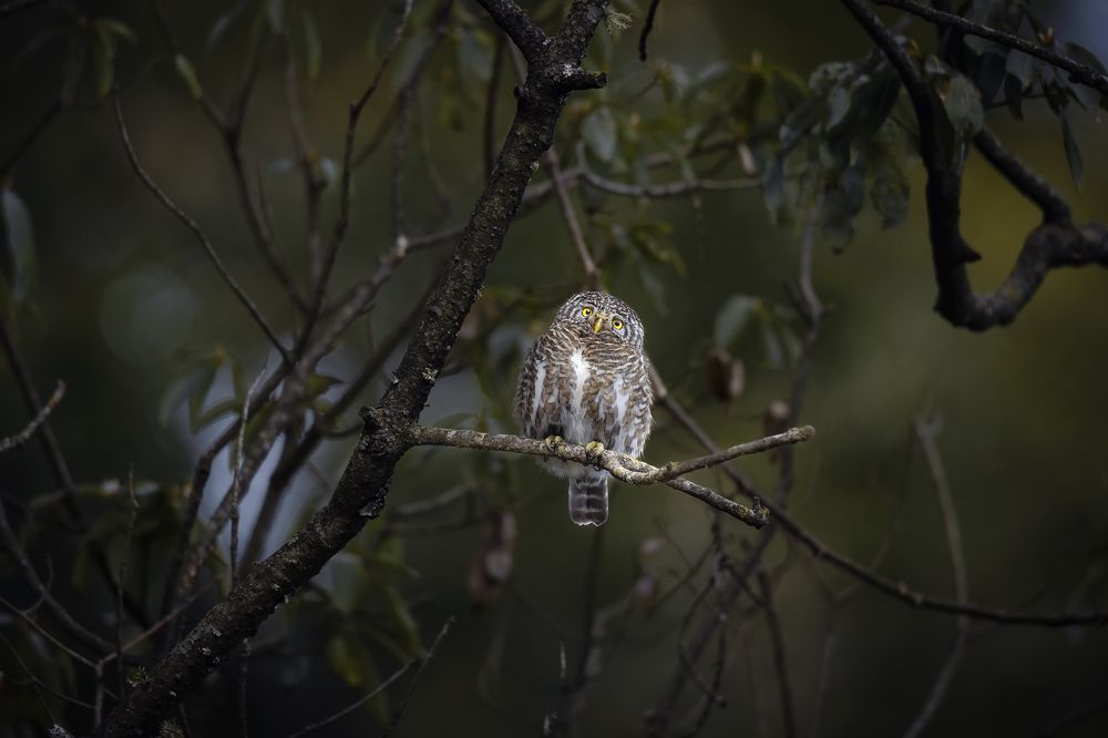 Photograph by k Ravi Reju