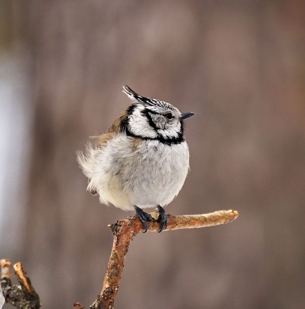 Photograph by Vitalijs Kopa