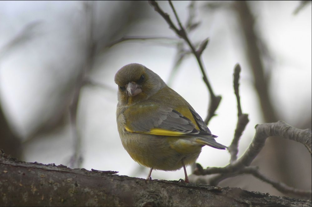 Фотография автора Настя