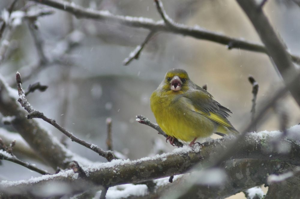 Зелянушка гукае вясну