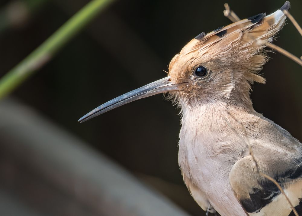 Photograph by Dipayan Debbarma