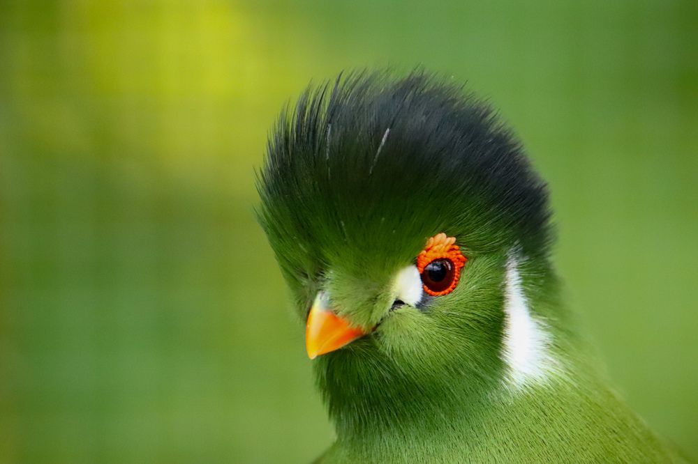 White-cheeked Turaco #2