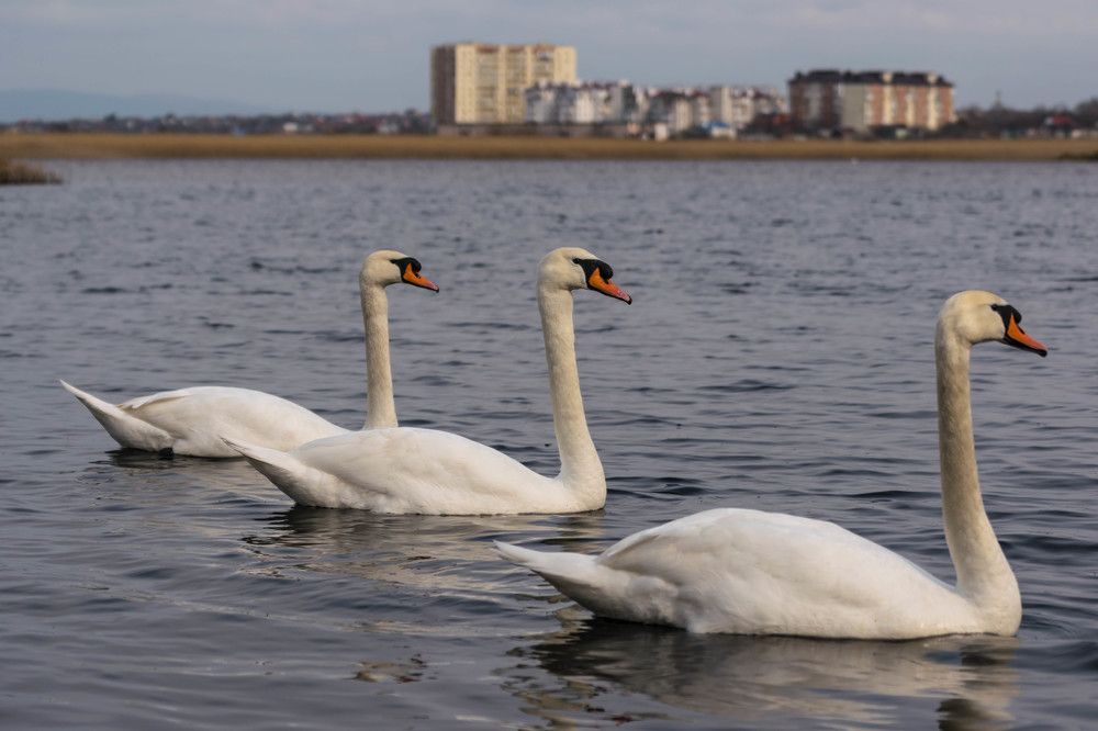 Photograph by Наталья Вялых