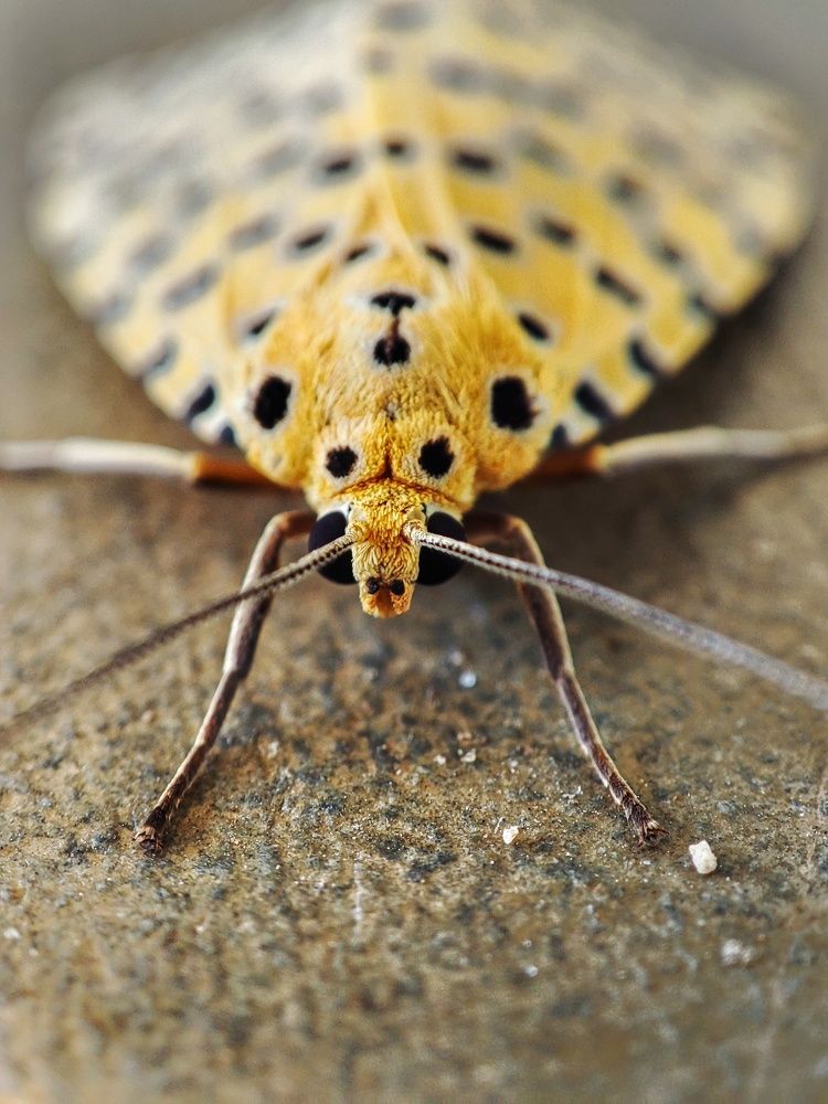 Photograph by Buddhika Dinuranga