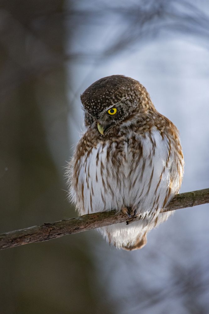 Воробьиный сыч