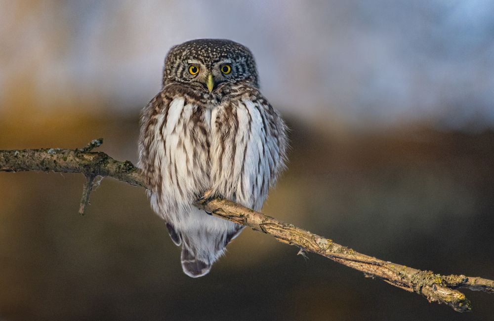 Воробьиный сыч