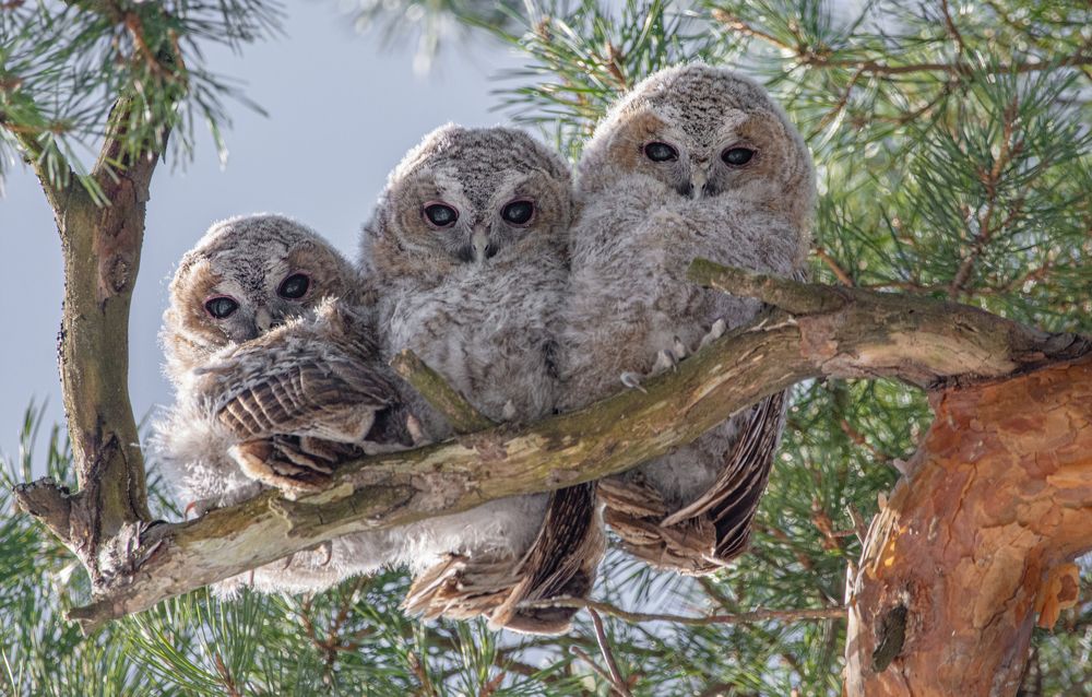 Cовята слётки (cерая неясыть)