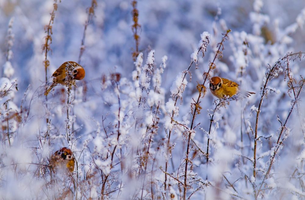 Photograph by Татьяна Шандромайло