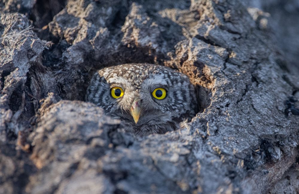 Воробьиный сыч