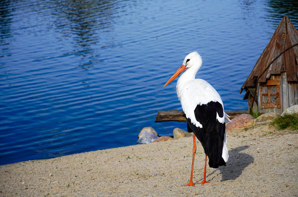 Photograph by Ольга Ларизадех