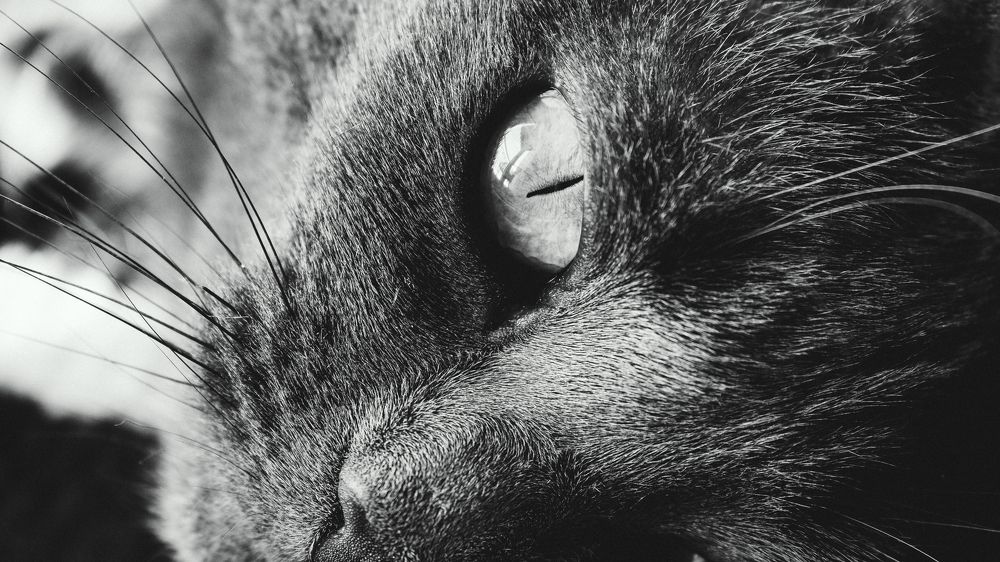 Photograph by Madalin Giurgescu