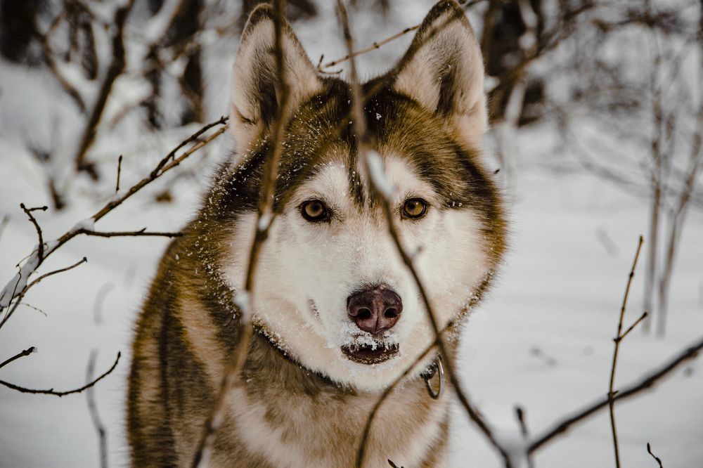 Photograph by Алексей Марченков