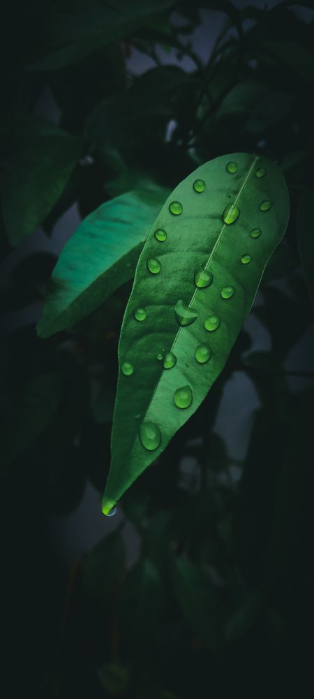 Photograph by Mohammad mahdi Mansouri