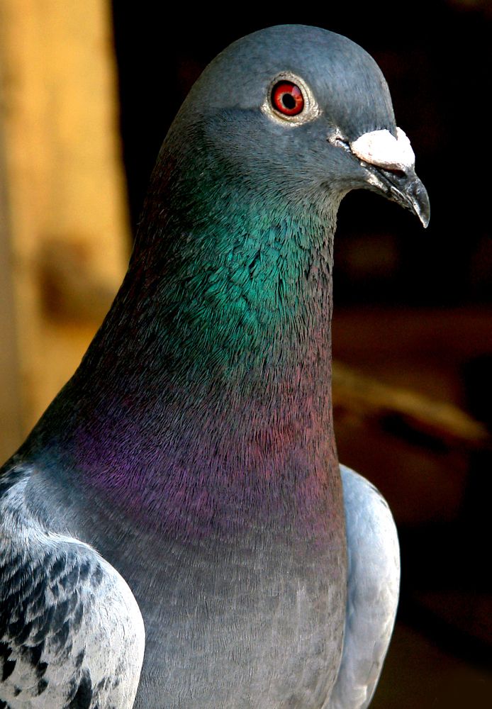 Photograph by علي الساعدي