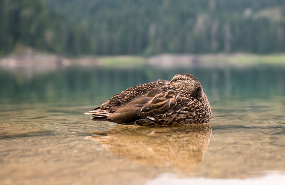 Photograph by Евгений Моляшов
