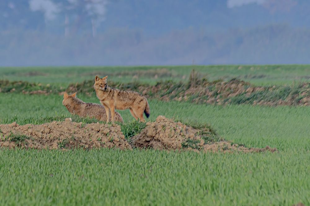 Photograph by Mukesh Tripathi