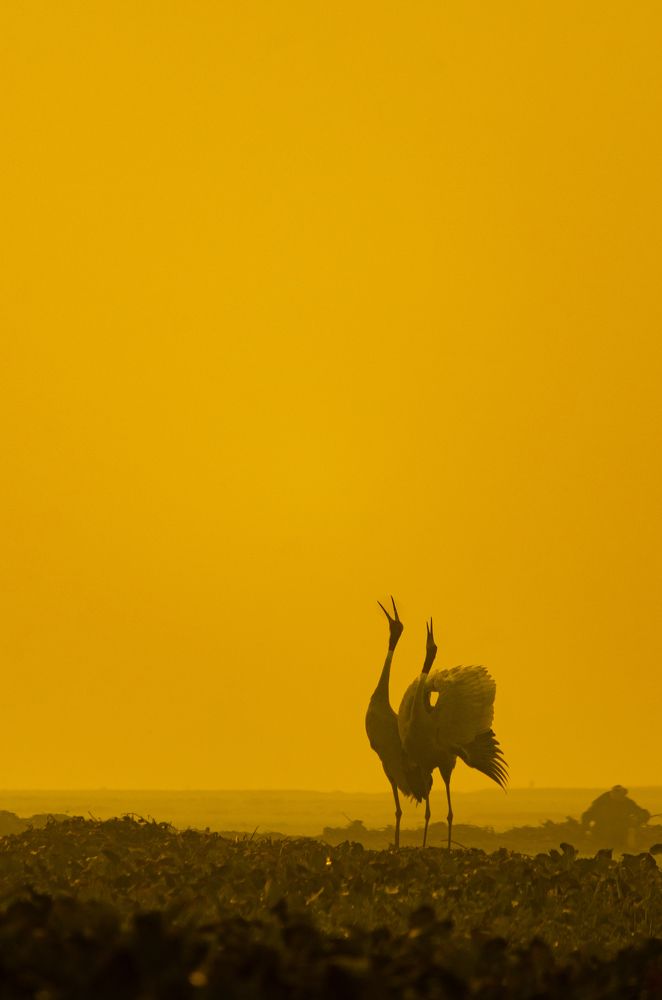 Photograph by Mukesh Tripathi