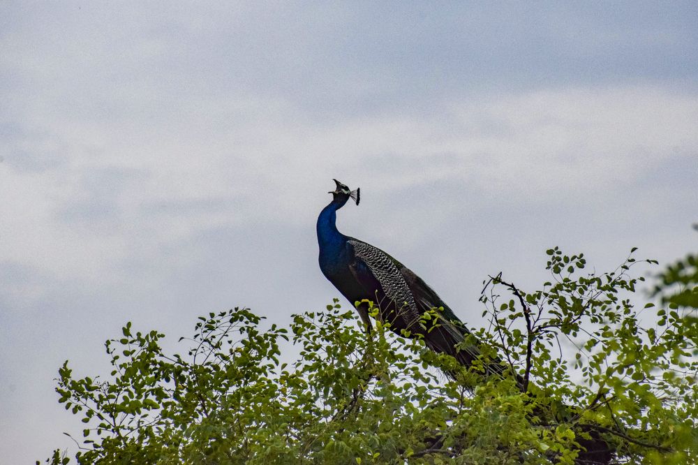 Photograph by Mukesh Tripathi
