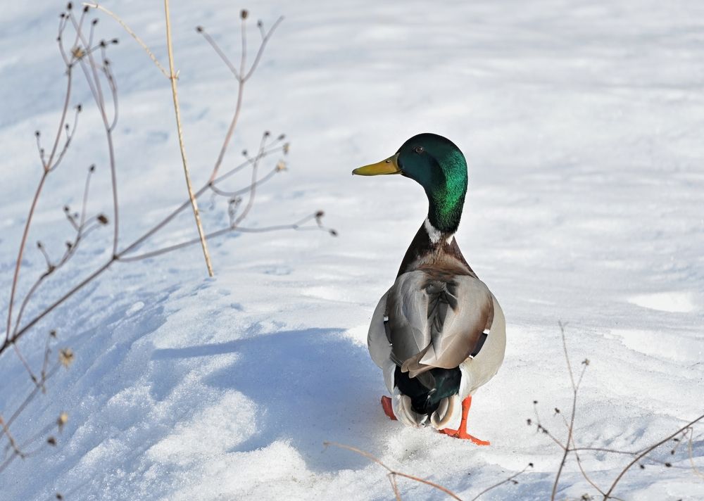 Photograph by Алексей Гордеев