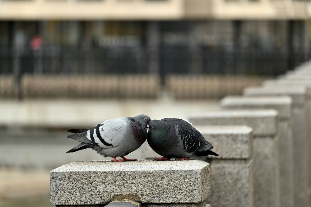 Photograph by Алексей Гордеев