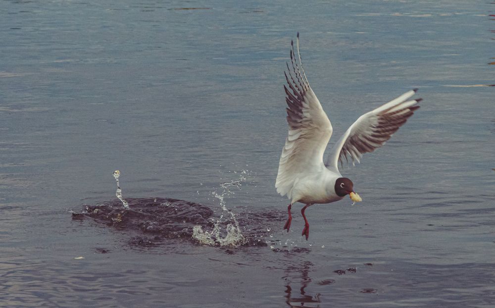 Photograph by Viktor Lazarev